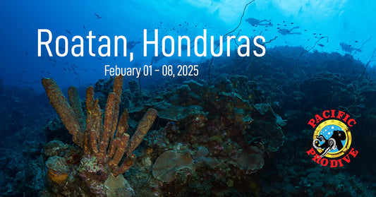 Roatan Dive Trip!
