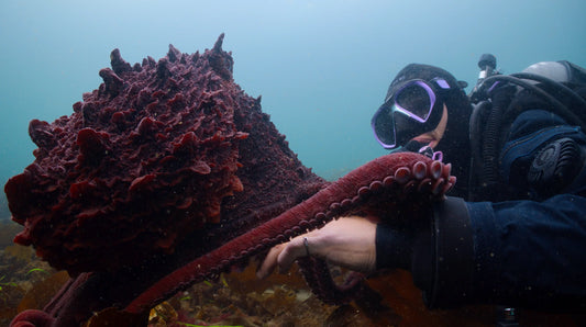 Discover the Secrets of the Octopus - Pacific Pro Dive