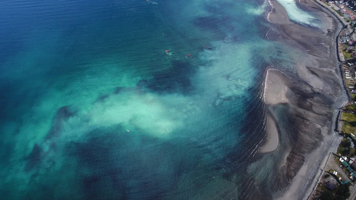 The Pacific Herring Run Don’t Miss the Feast!