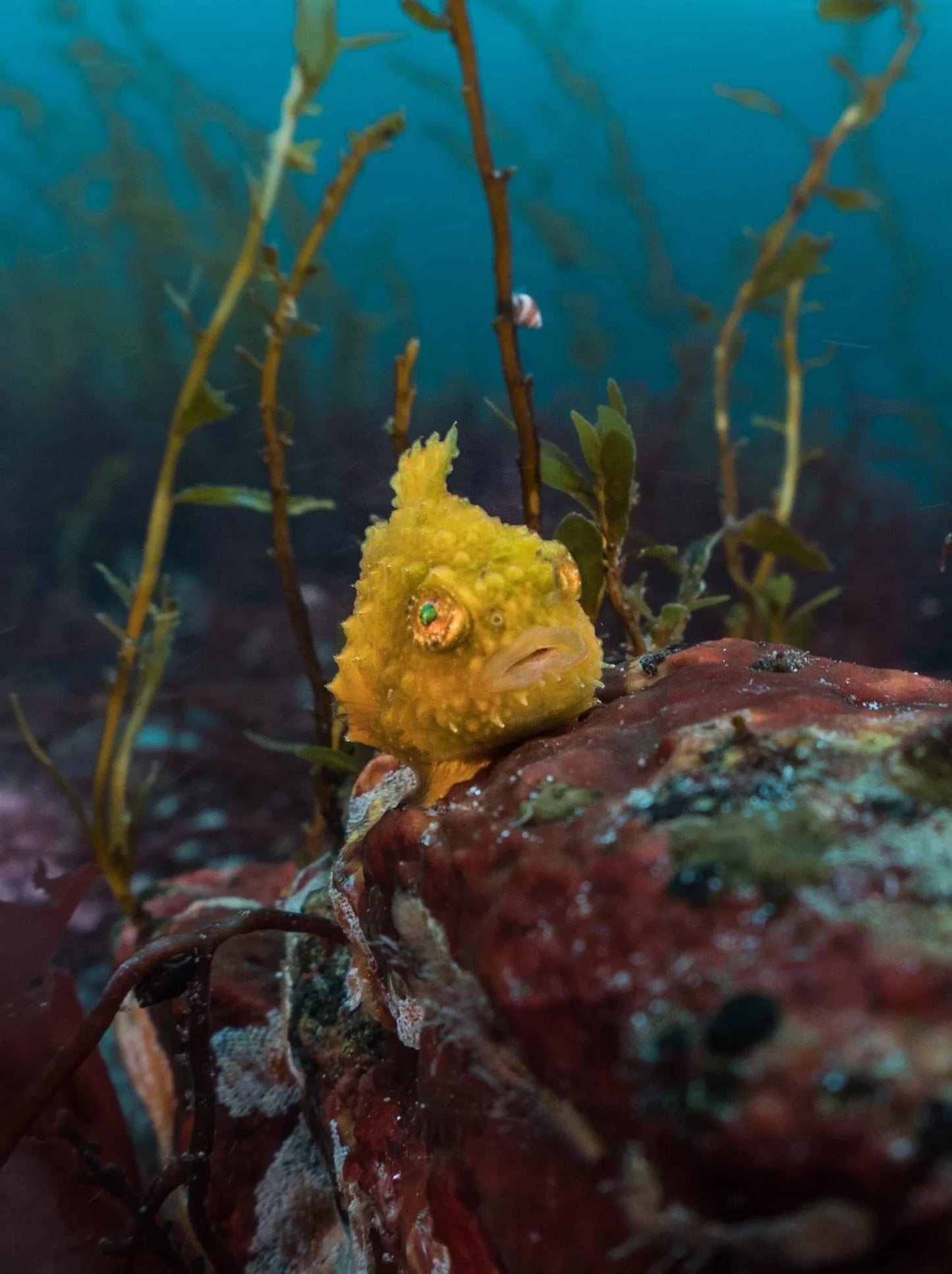 PADI Fish Identification - Pacific Pro Dive