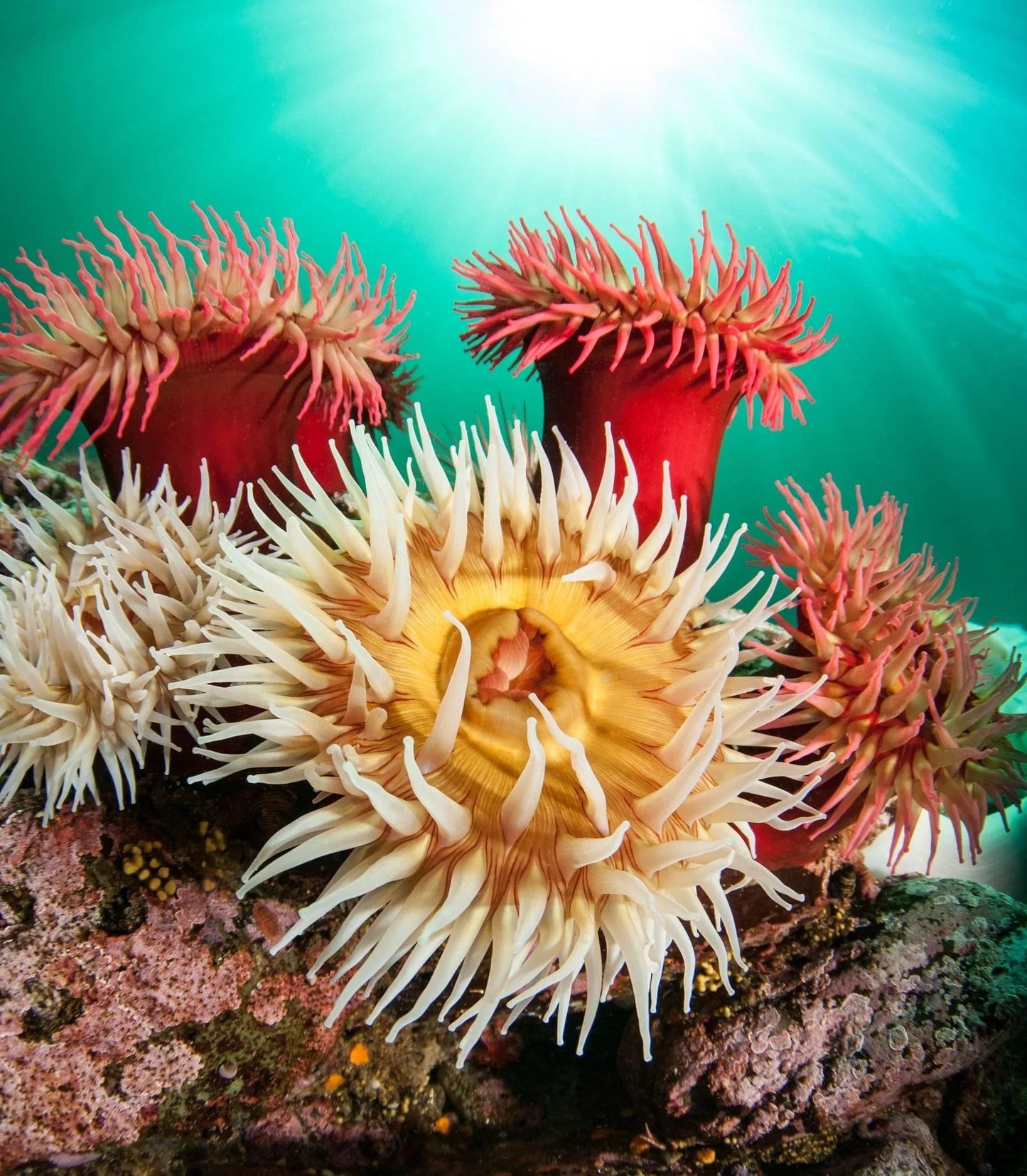 PADI Underwater Digital Photographer - includes eLearning & Tuition - Pacific Pro Dive