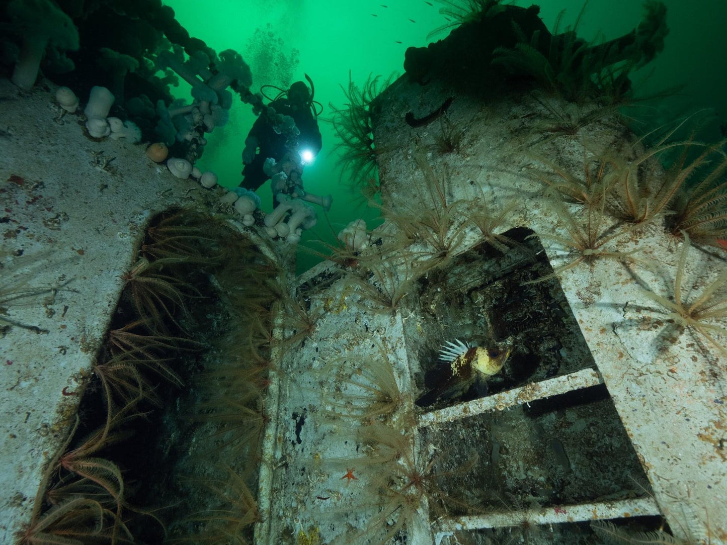 PADI Wreck Specialty - includes eLearning & Tuition - Pacific Pro Dive