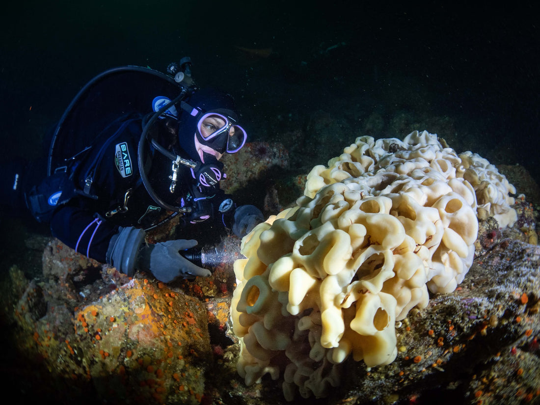 Six Fascinating Ocean Creatures Found in British Columbia’ Waters - Pacific Pro Dive