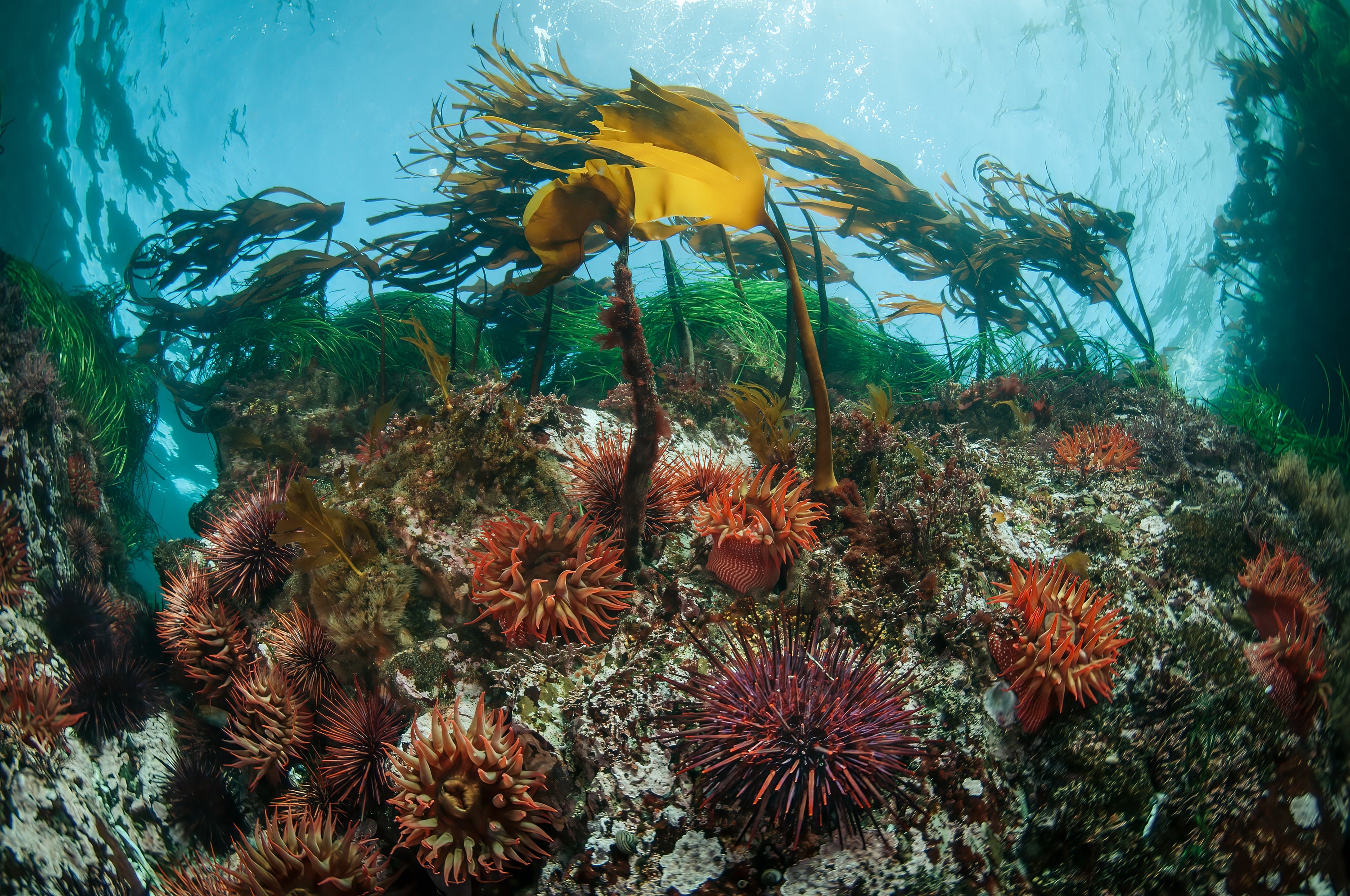 Dive into Summer on Vancouver Island – Pacific Pro Dive