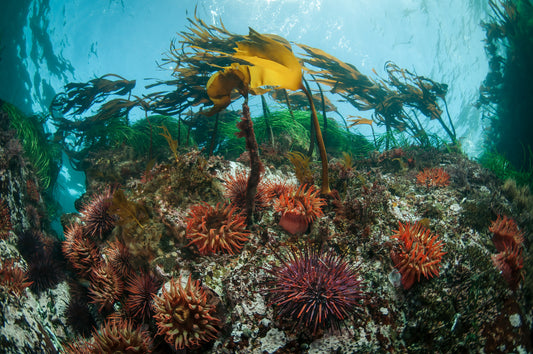 Dive into Summer on Vancouver Island - Pacific Pro Dive