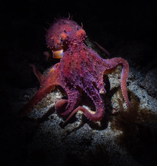 Five Tips to Enjoy Night Diving on Vancouver Island - Pacific Pro Dive