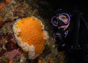 Pacific Pro Dive is Hiring Diving Instructors