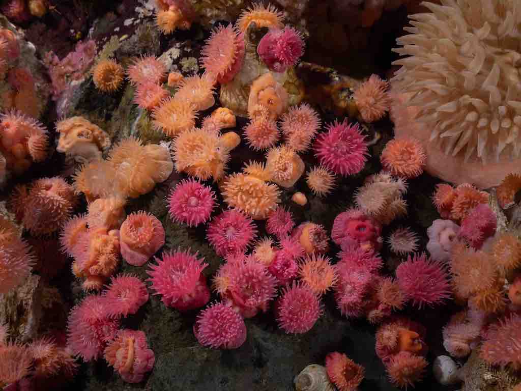 Macro Diving on Vancouver Island