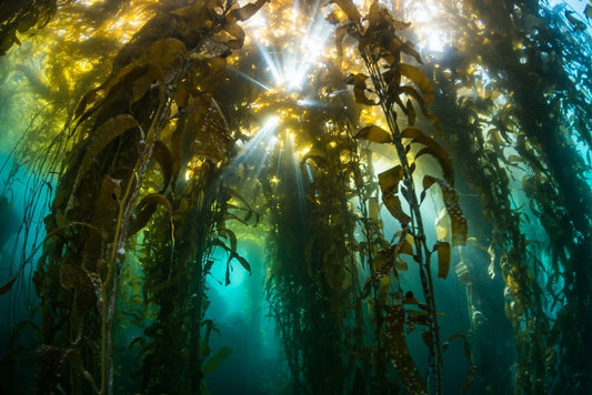 Seasonal Highlights: Diving Vancouver Island Year-Round