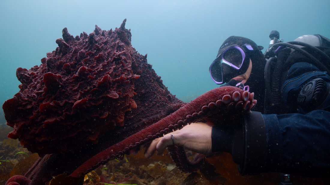 Discover the Secrets of the Octopus - Pacific Pro Dive