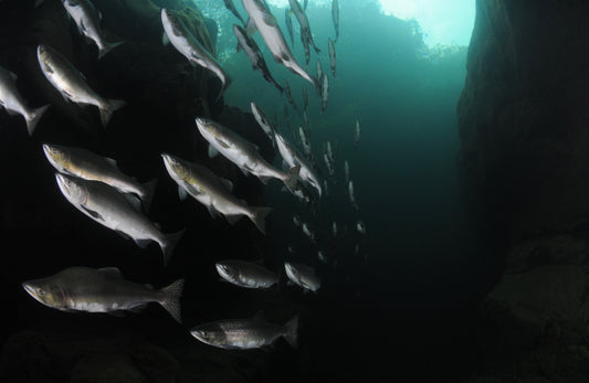 It's Rush Hour in the Rivers - Pacific Pro Dive