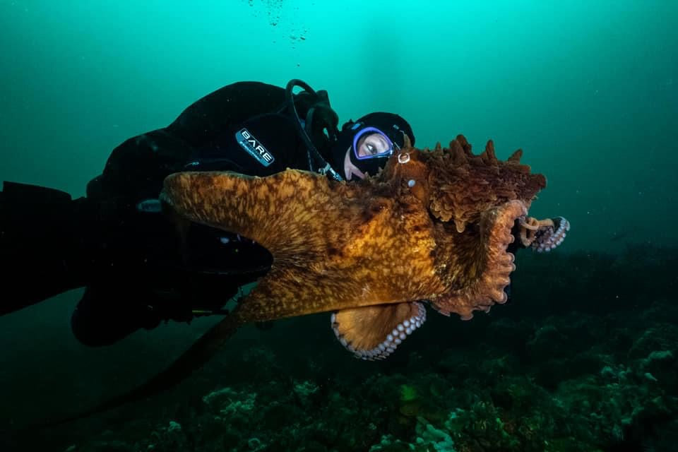 Pacific Pro Dive Ambassadors: A Giant Octopus Encounter