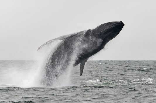 Humpback whale stuns boat crew! - Pacific Pro Dive