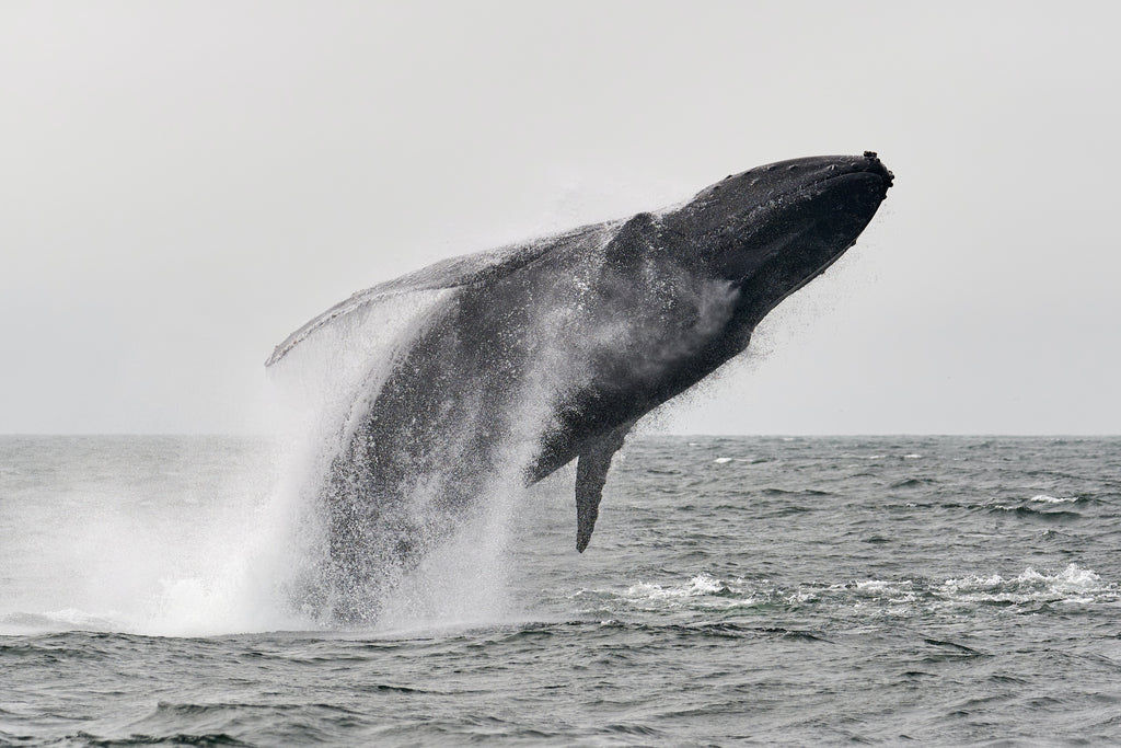 Humpback whale stuns boat crew!
