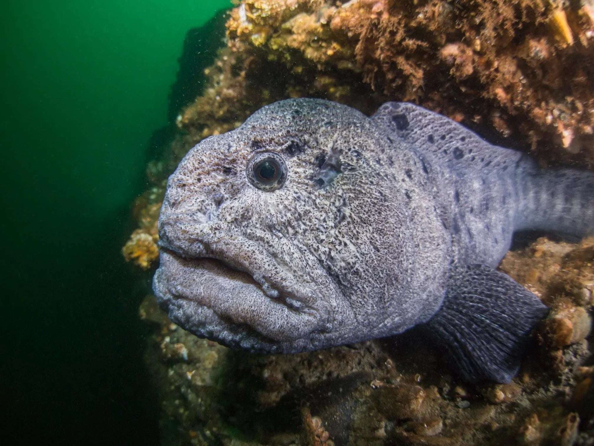 PADI Underwater Naturalist - Pacific Pro Dive