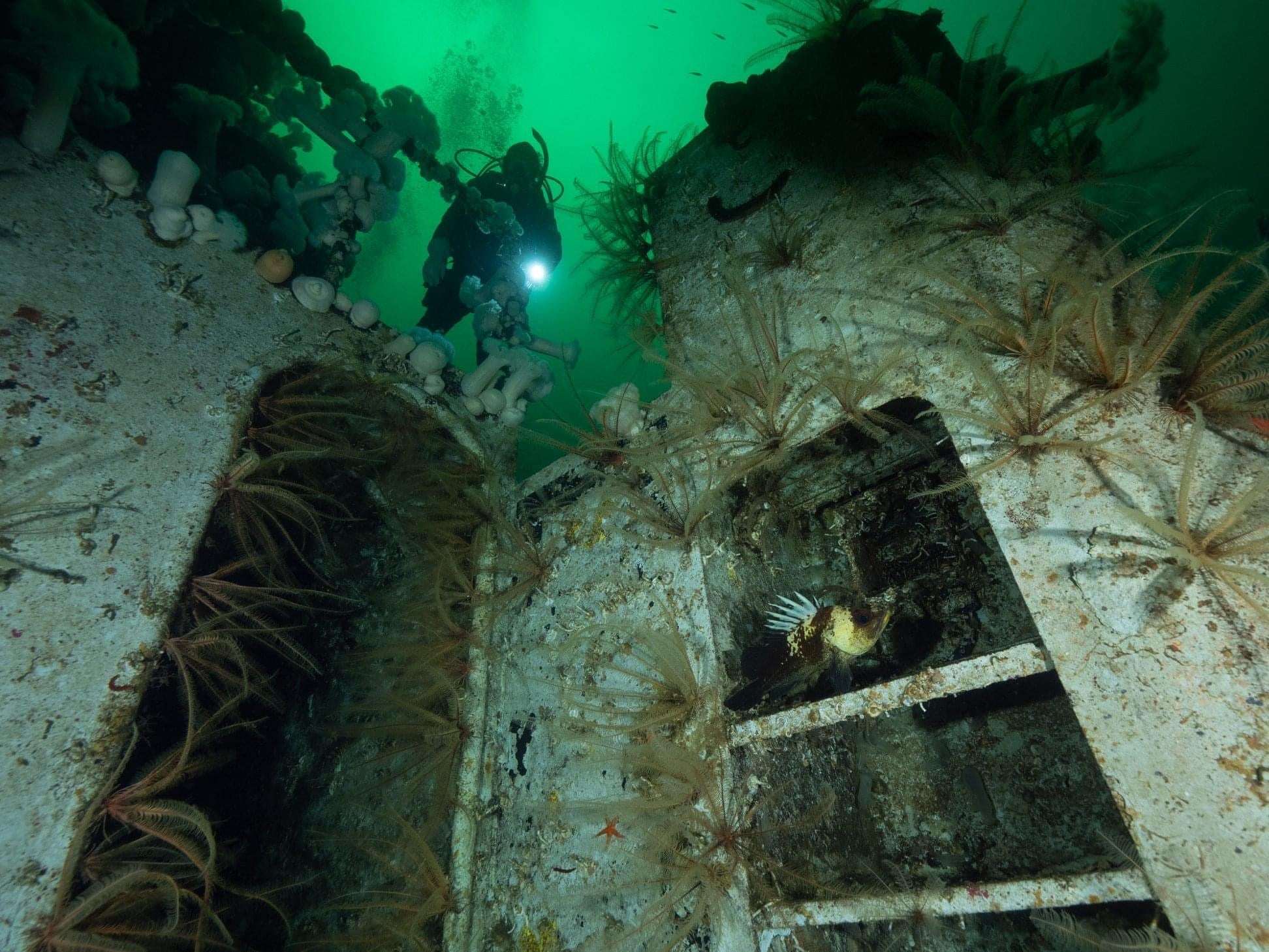 PADI Wreck Specialty - includes eLearning & Tuition - Pacific Pro Dive